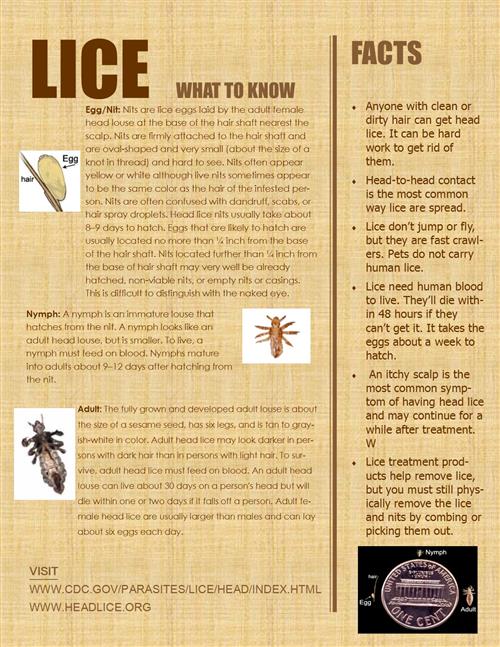 Lice 
